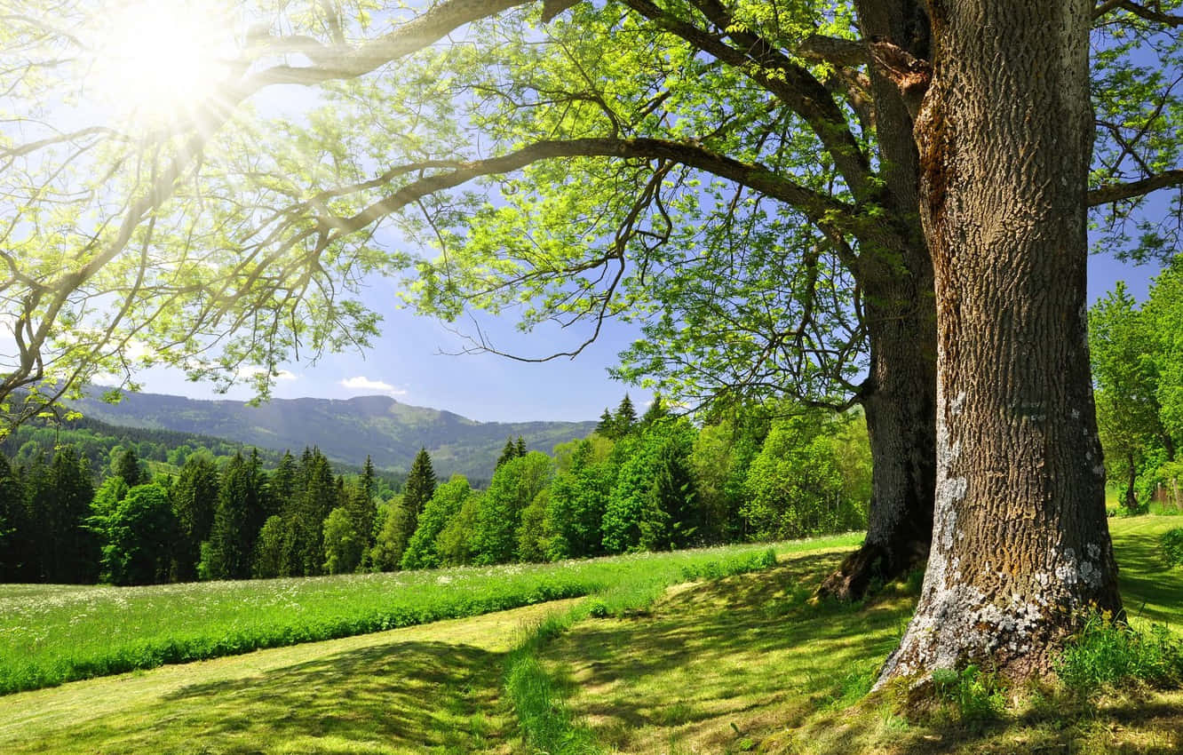 Enchanting Forest Pathway, vibrant green leaves, massive tree, HD Desktop Wallpaper