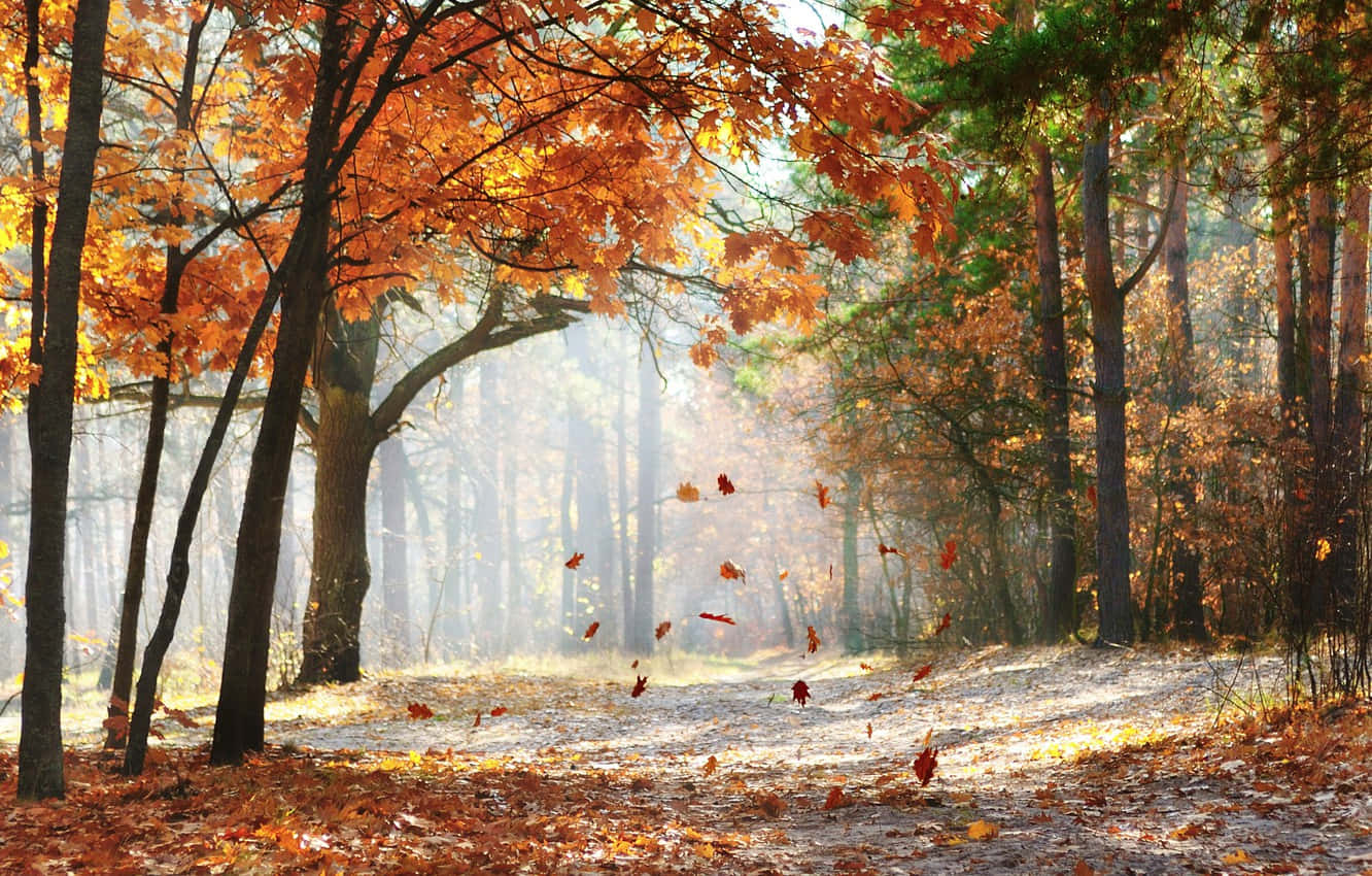 beautiful forest, vibrant orange maple trees, autumn leaves, HD Desktop Wallpaper