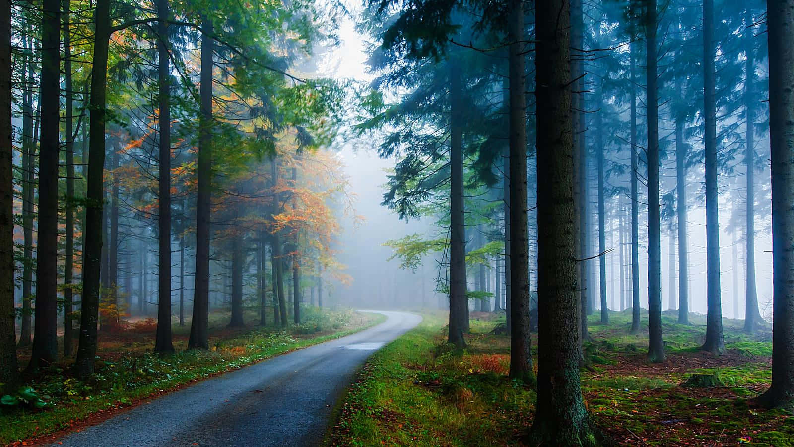 Beautiful Forest, misty forest road, tall trees, HD Desktop Wallpaper