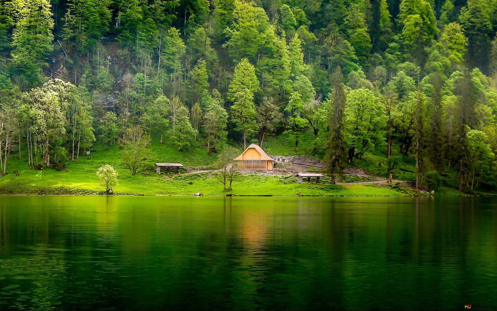 wooden cabin, vibrant green lakeshore, dense forest, HD Desktop Wallpaper