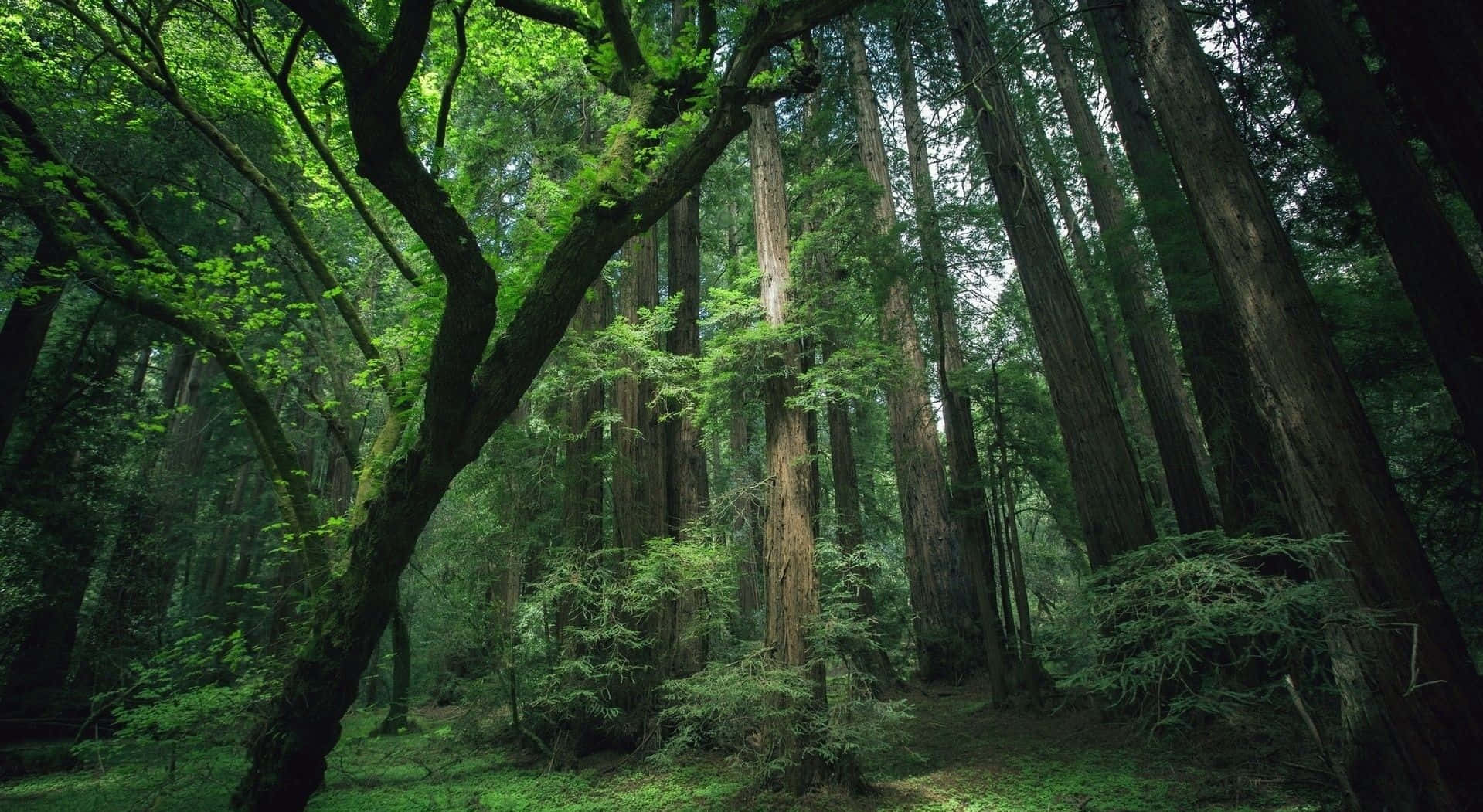 beautiful forest, ancient redwoods, dappled canopy, HD Desktop Wallpaper