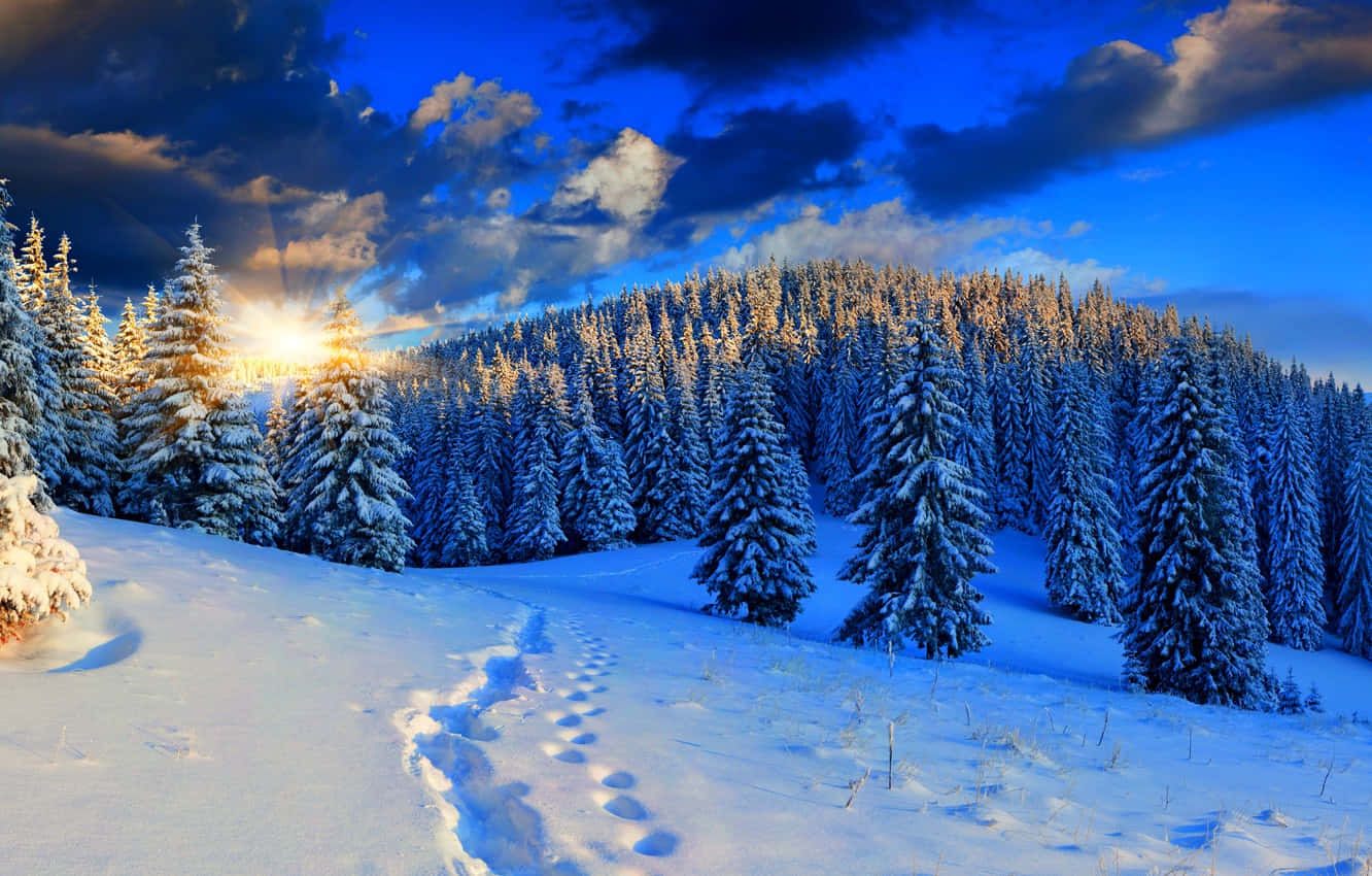 Serene Forest Pathway, winter hillside, snowy pines, HD Desktop Wallpaper