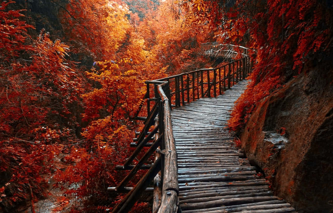 beautiful forest, winding wooden staircase, dense forest, HD Desktop Wallpaper