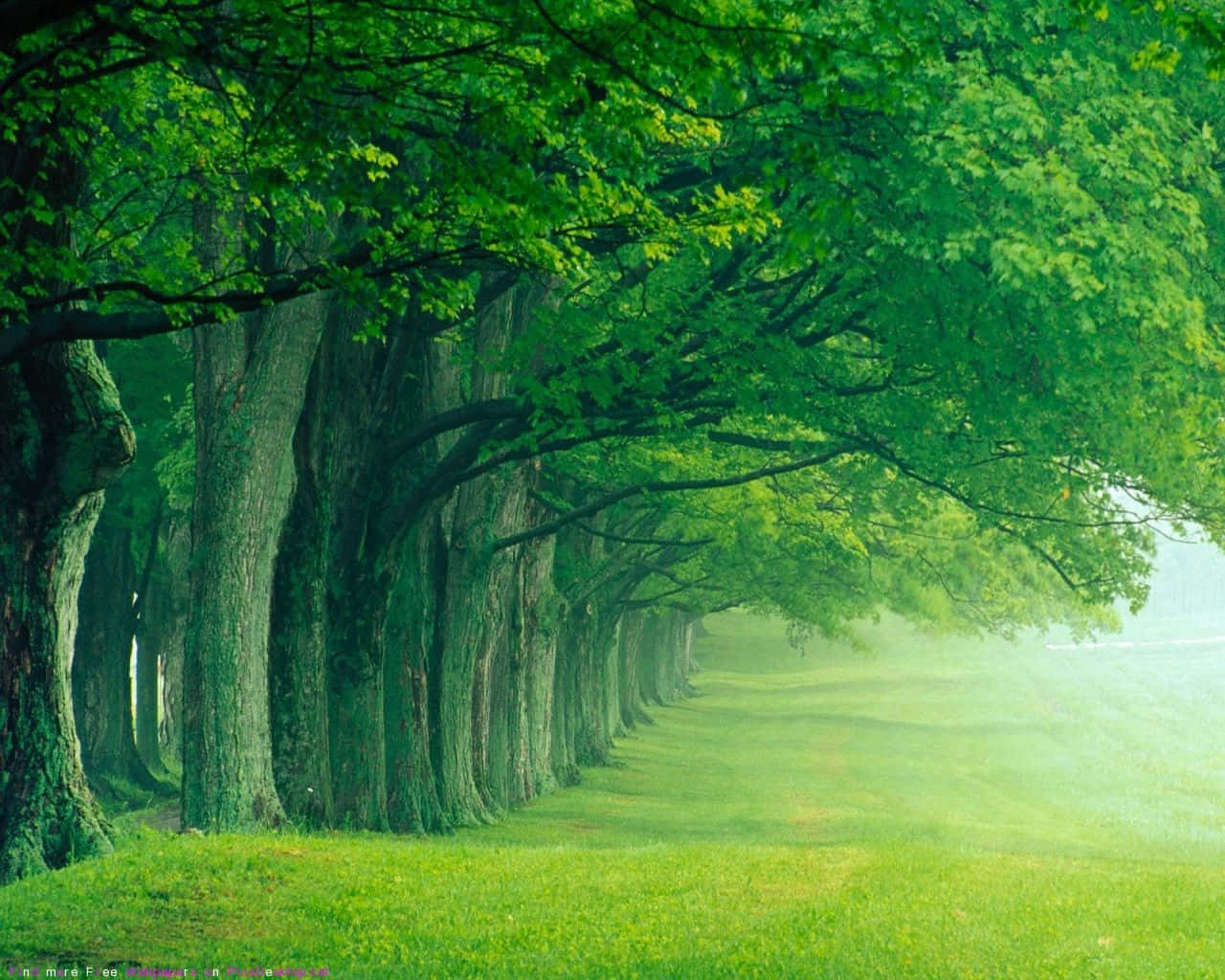 beautiful forest, lush green forest, towering trees, HD Desktop Wallpaper