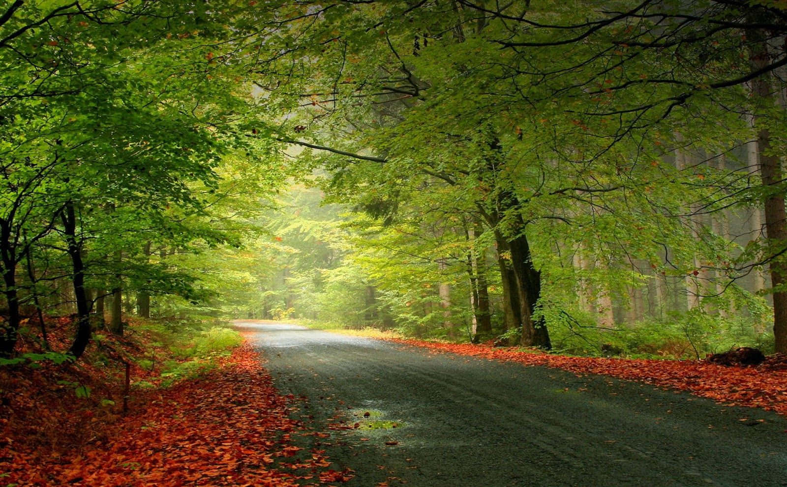 Beautiful Forest, winding forest road, vibrant green trees, HD Desktop Wallpaper