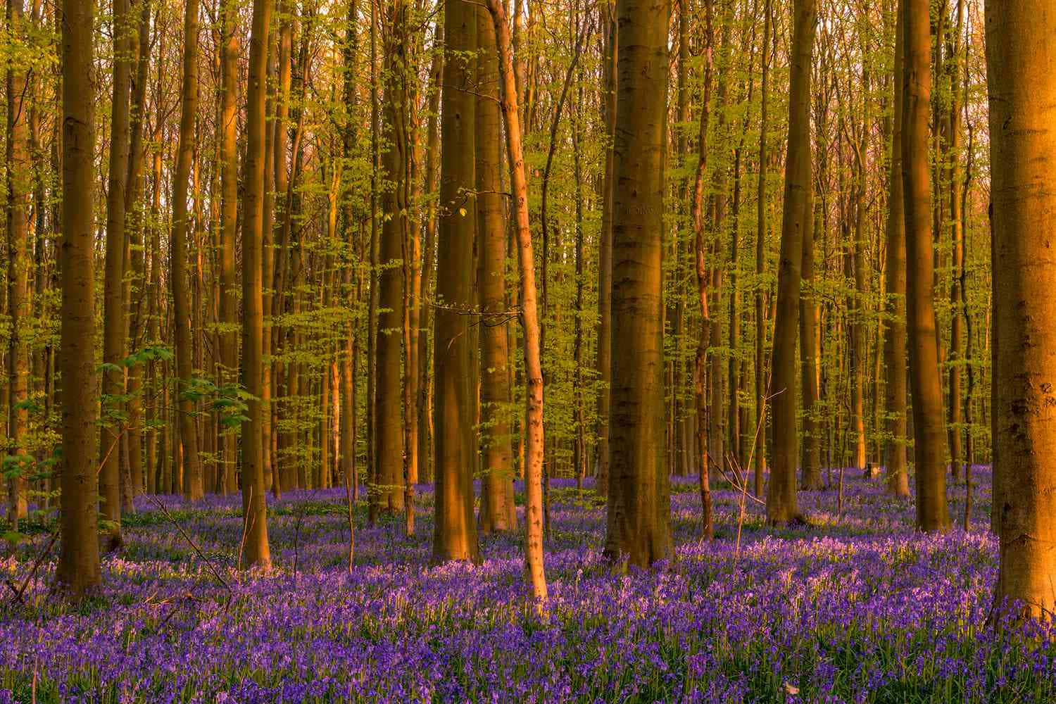 beautiful forest, golden glow, purple bluebells, HD Desktop Wallpaper