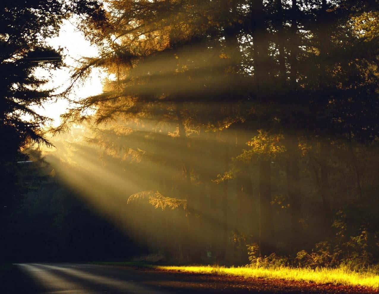 beautiful forest, Sunlit Forest, golden sunlight, SD Desktop Wallpaper