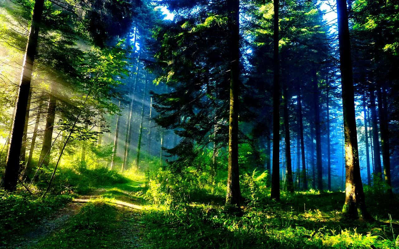 beautiful forest, sunlight beams, towering pine trees, HD Desktop Wallpaper