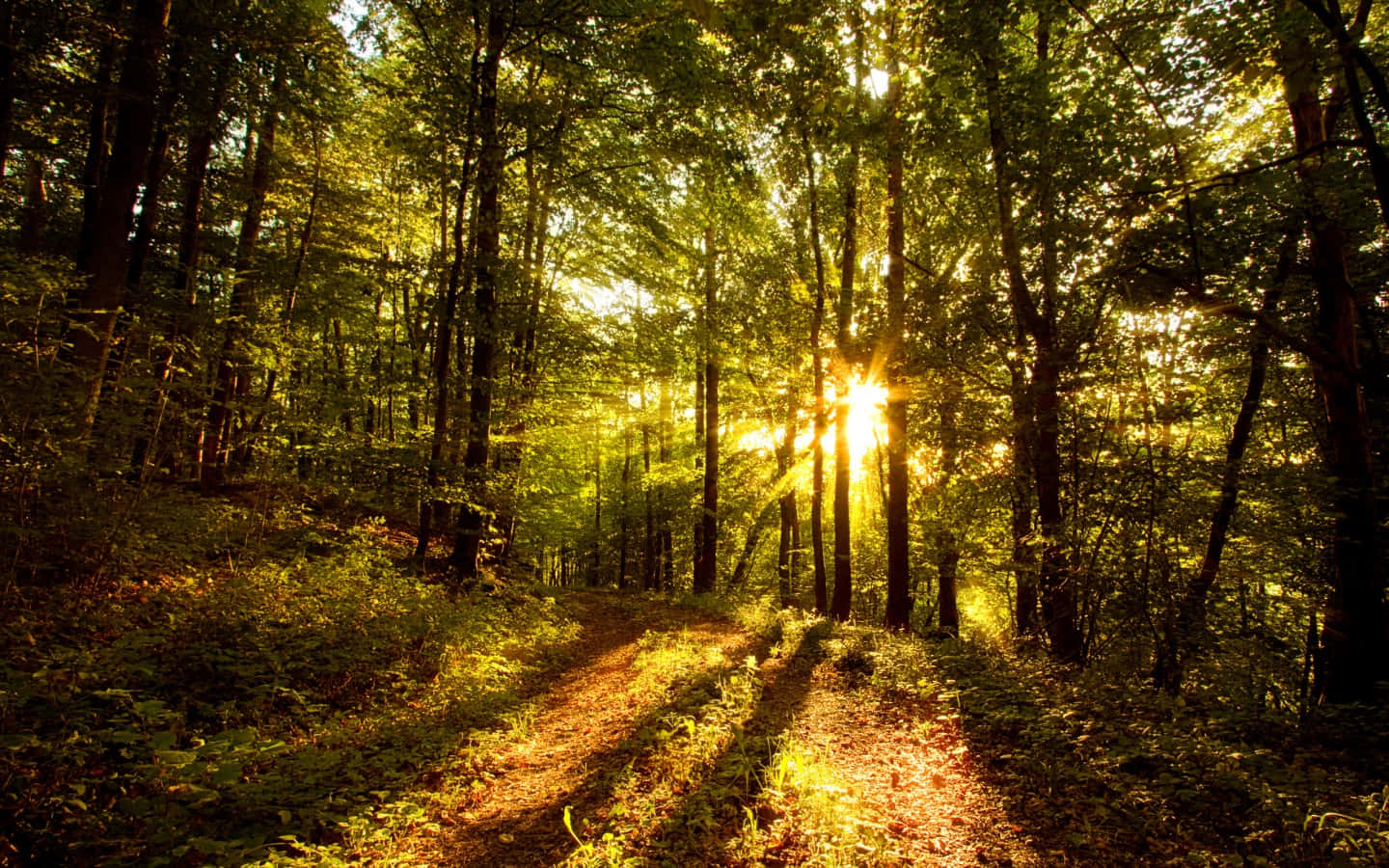 Lush Forest, Sunlight, Golden Rays, HD Desktop Wallpaper