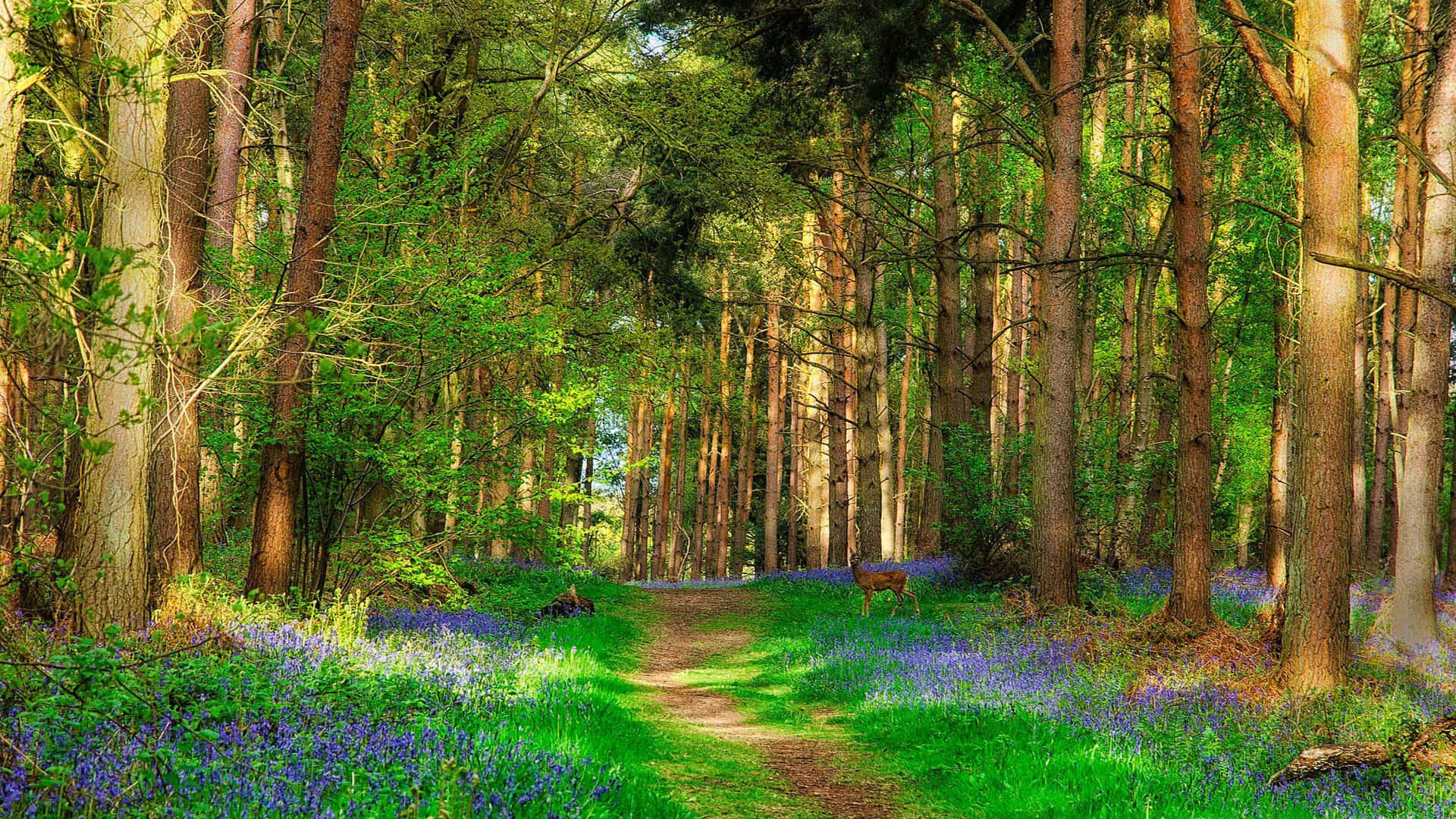 Beautiful Forest, sunlit forest path, tall trees, Full HD Desktop Wallpaper