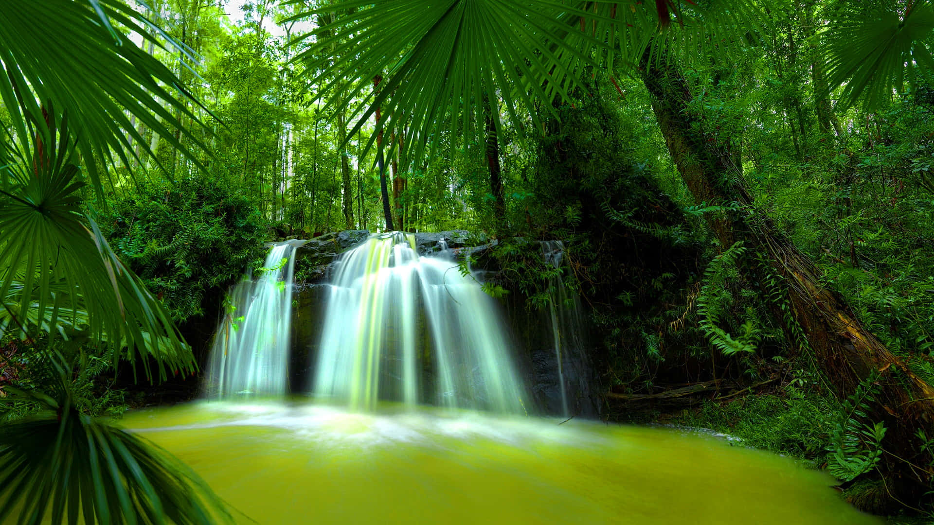 beautiful forest, tropical waterfall, lush green jungle foliage, Full HD Desktop Wallpaper