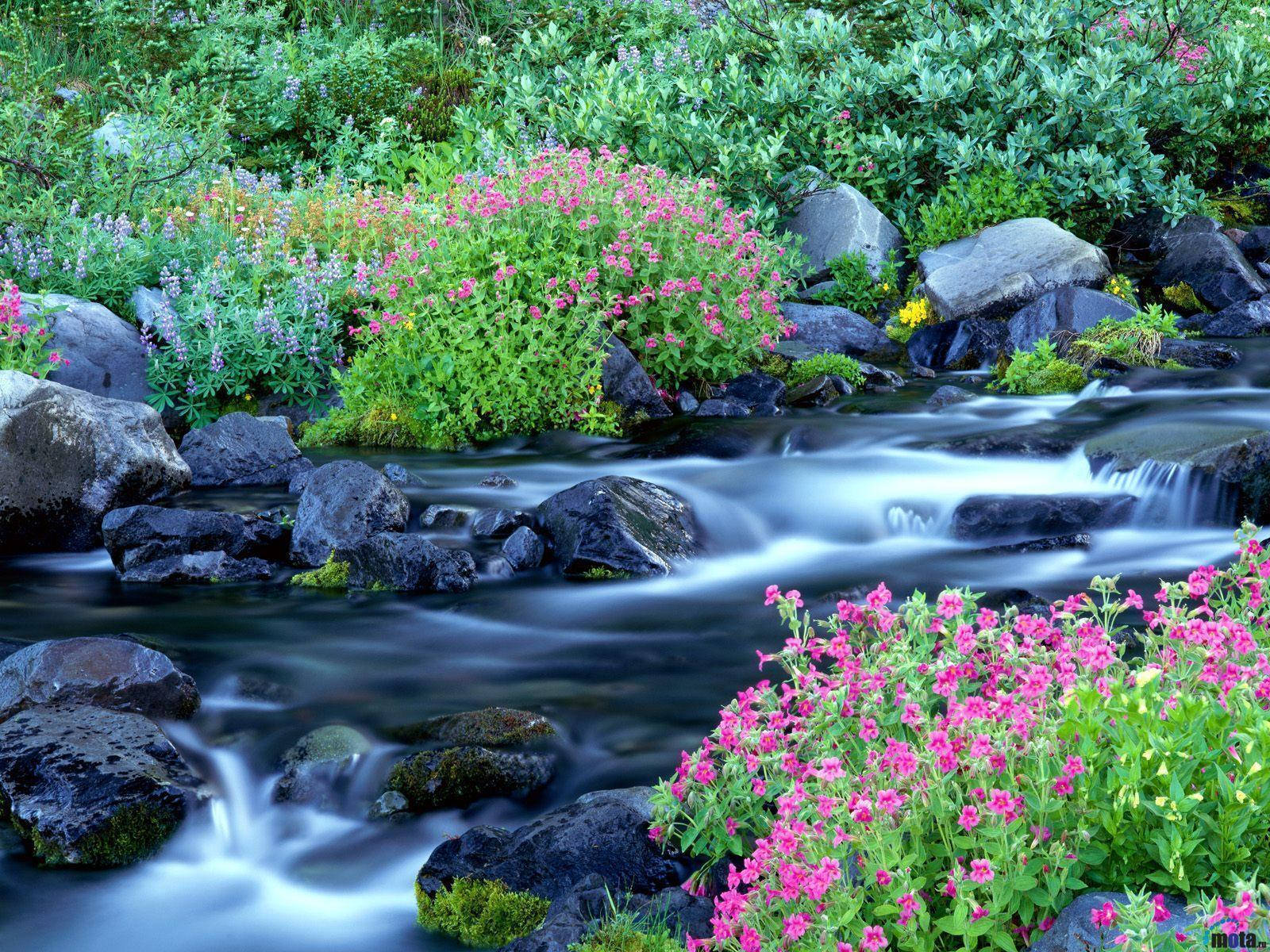spring, mountain stream, mossy rocks, HD Desktop Wallpaper