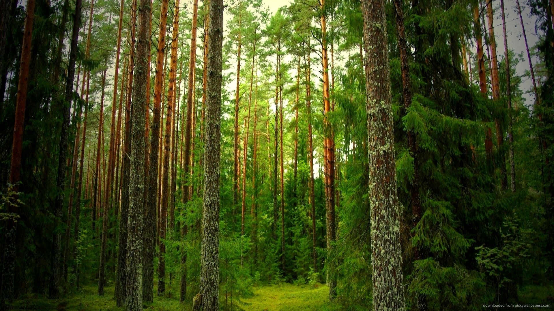 beautiful forest, Sunlit Forest Path, towering pine trees, Full HD Desktop Wallpaper