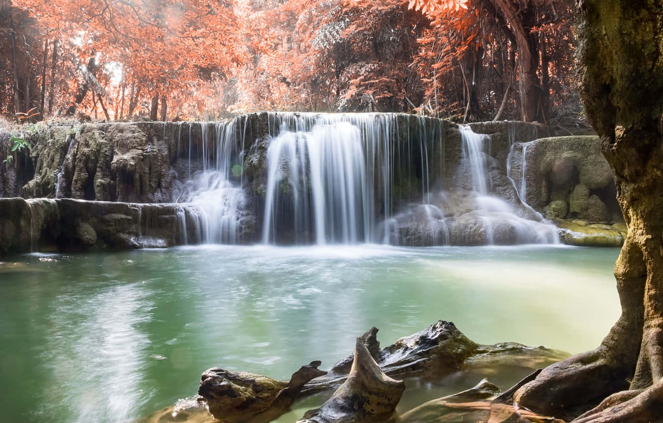 Beautiful Forest, autumnal trees, fiery orange leaves, HD Desktop Wallpaper