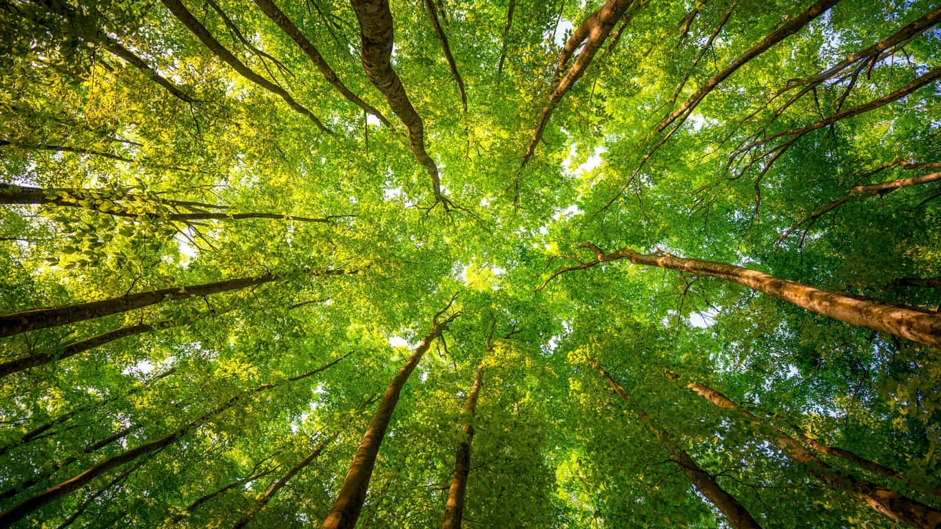beautiful forest, Sunlight, dense canopy, HD Desktop Wallpaper