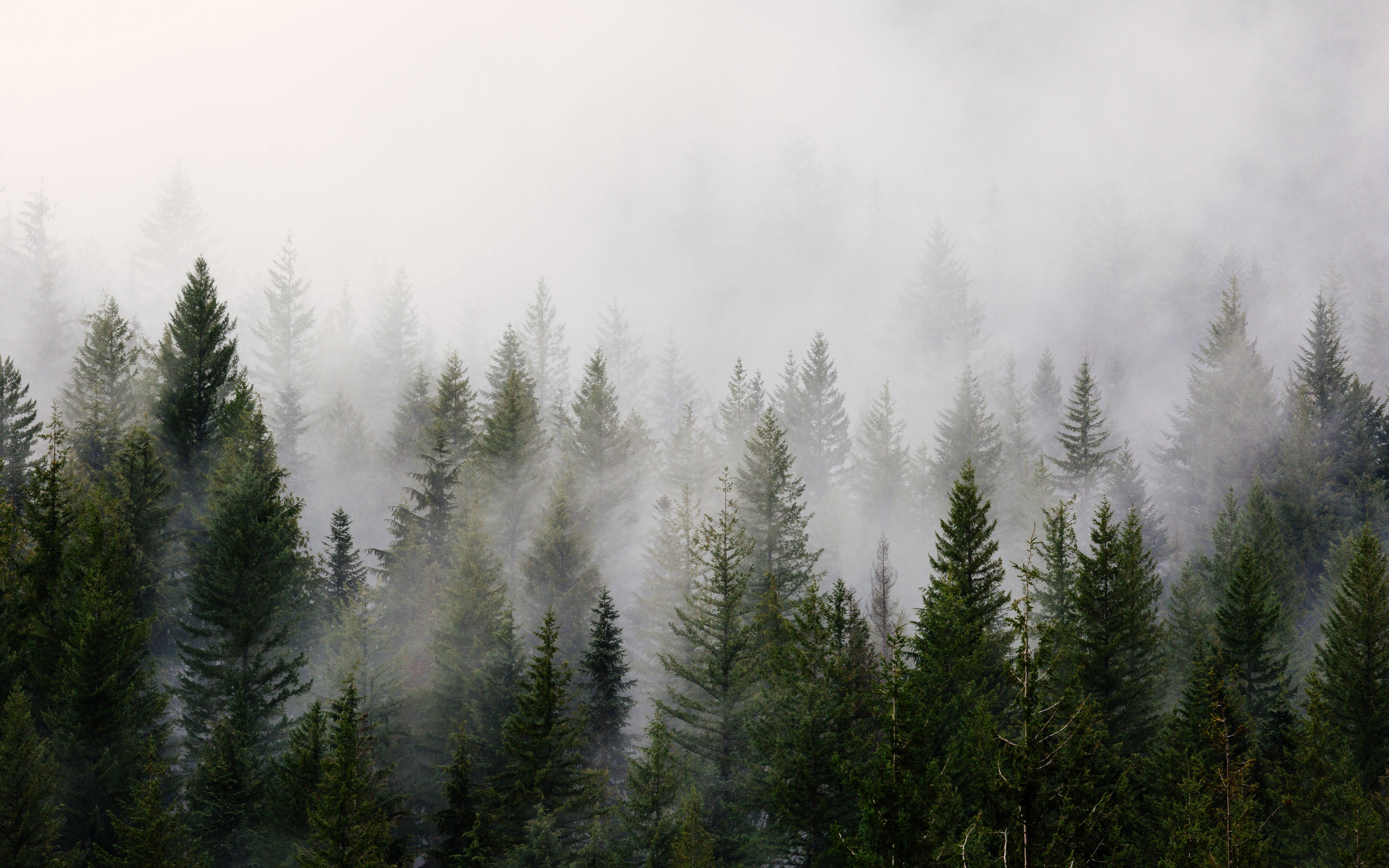 Cold Forest Background, misty morning, dense forest, 5K Desktop Wallpaper