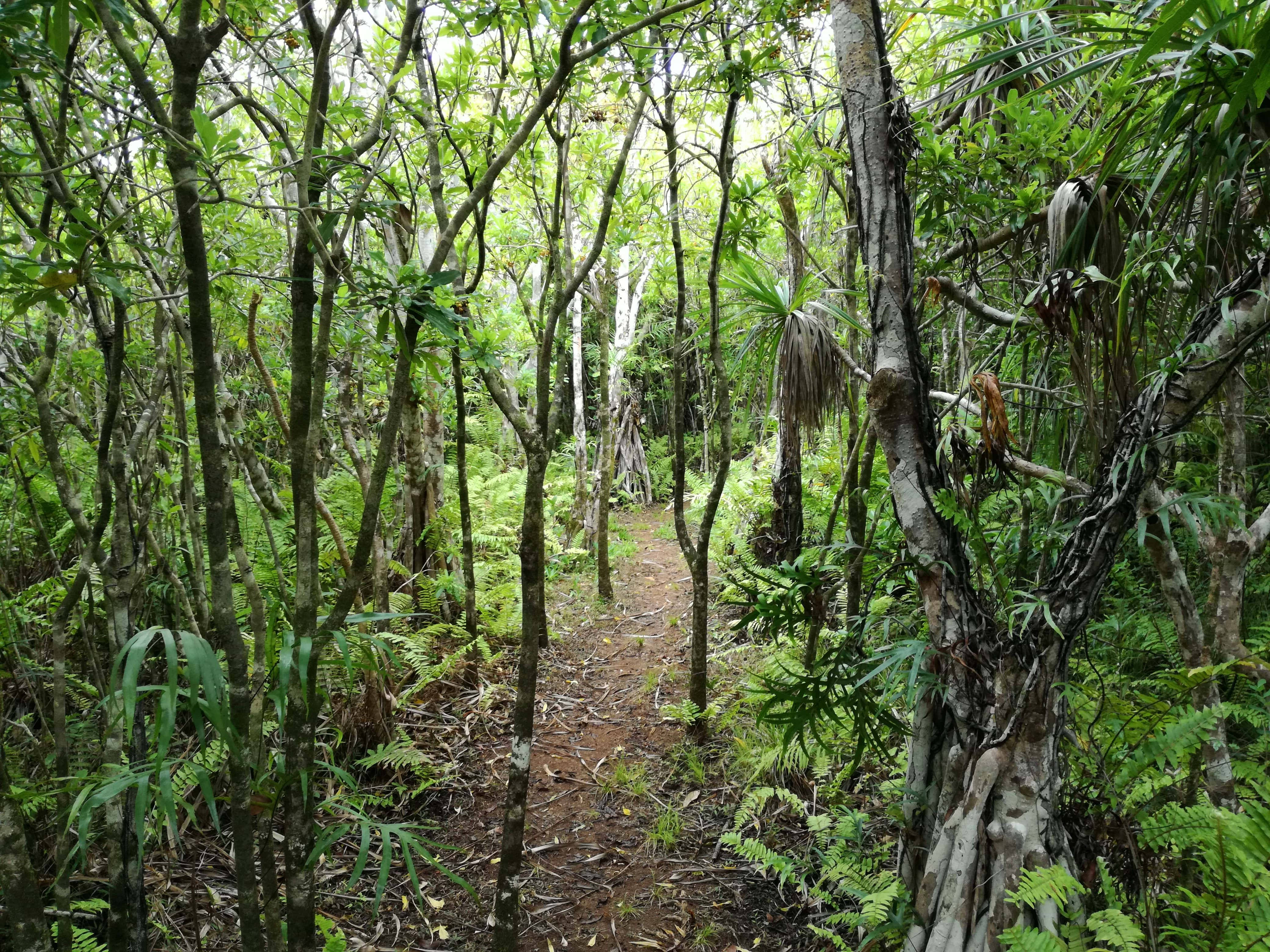 endemic forest, tropical forest, dirt trail, 4K Desktop Wallpaper