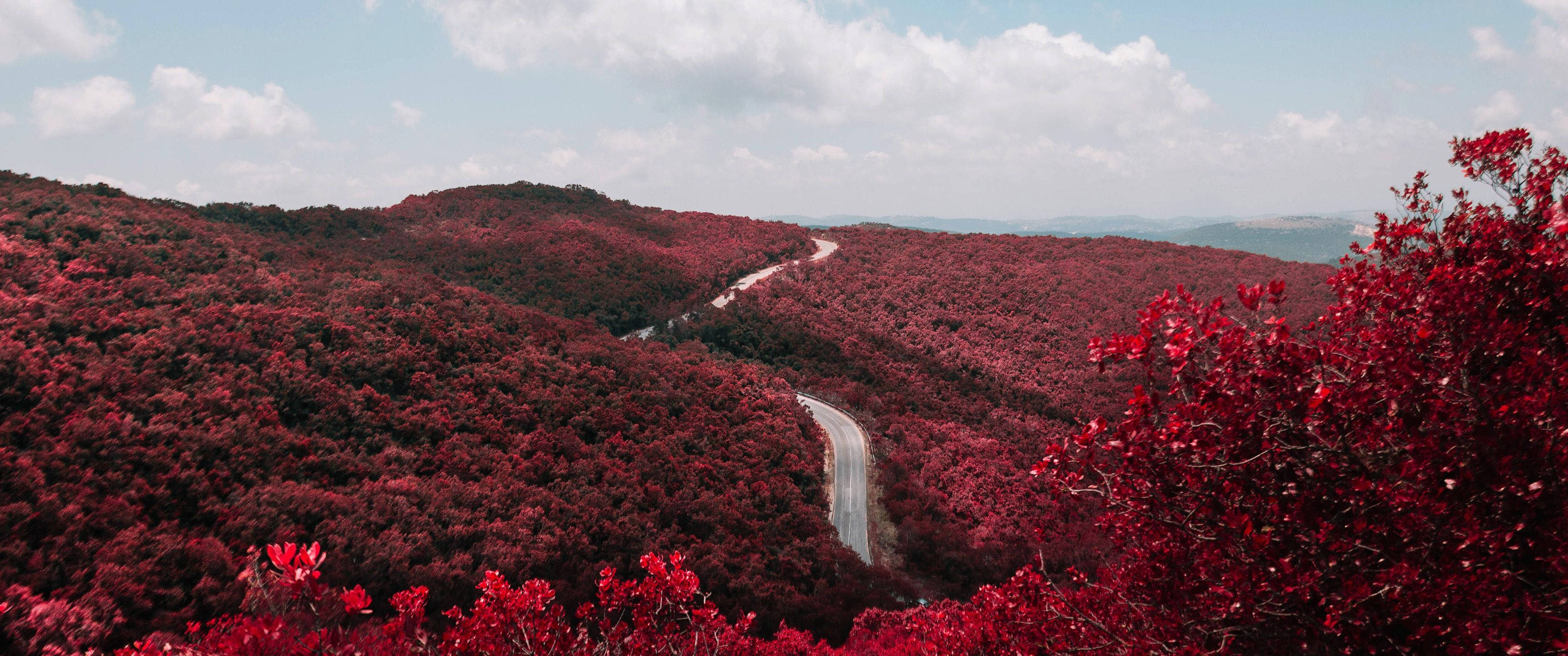 wide red forest, winding road, rolling hills, 2K Desktop Wallpaper
