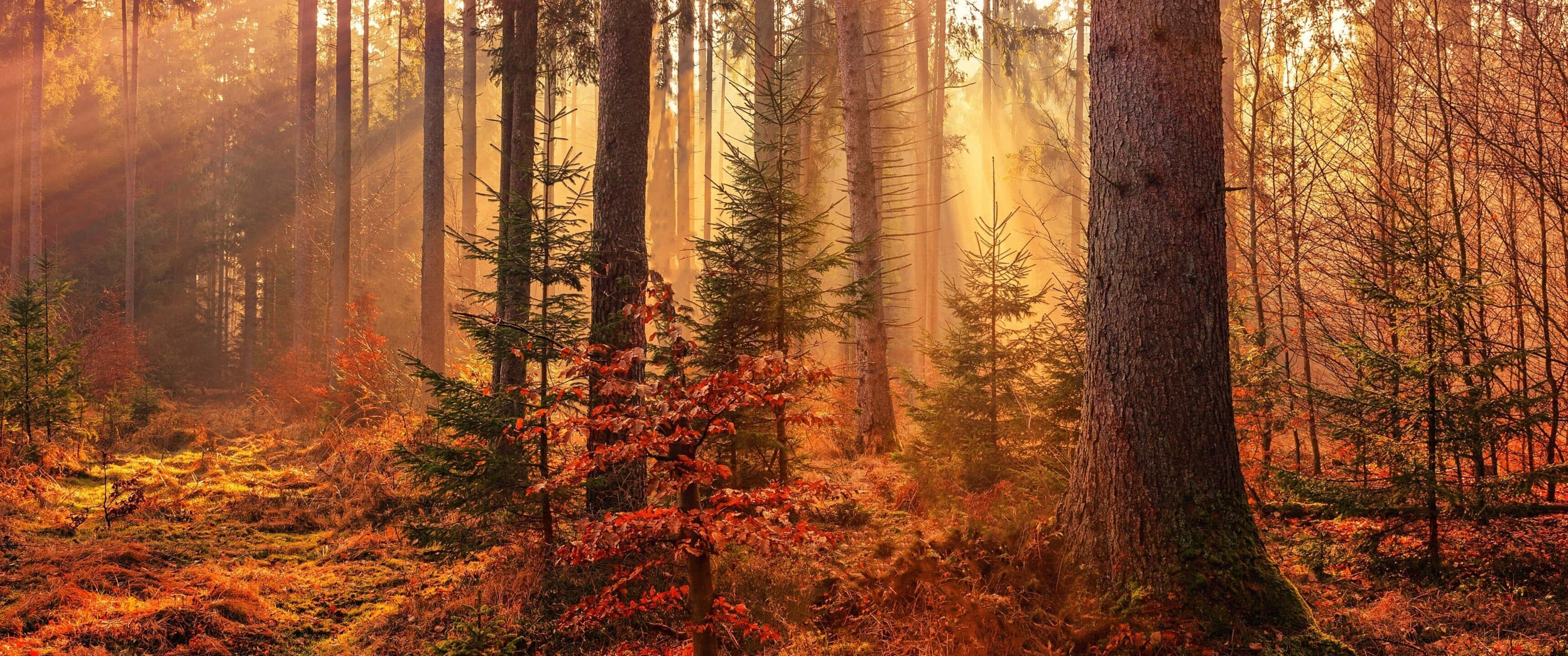 3440x1440, fall, golden sunlight, 2K Desktop Wallpaper
