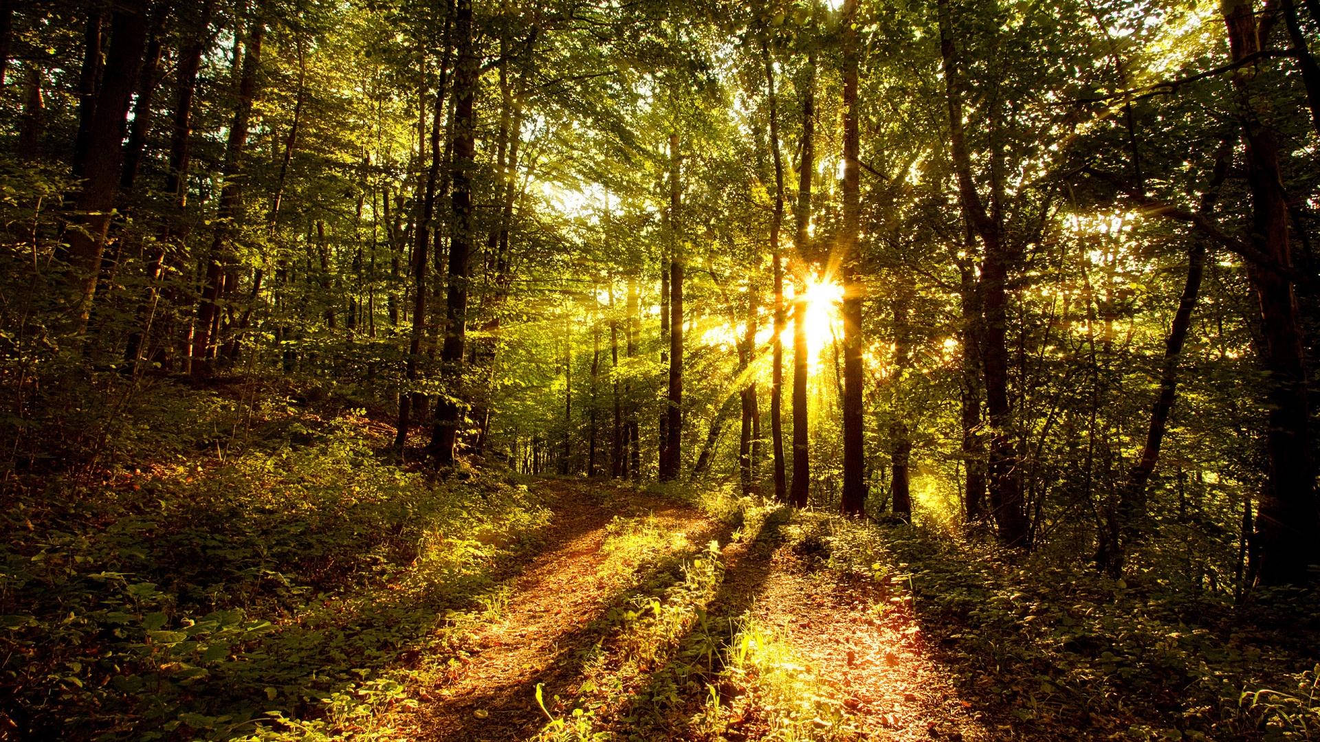 sunshine forest green, dense forest canopy, winding dirt path, Full HD Desktop Wallpaper