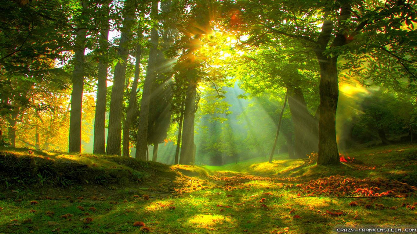 golden sunlight, dense green trees, ethereal rays, HD Desktop Wallpaper