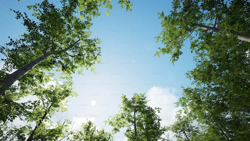 Beautiful Forest, lush green trees, bright blue sky, SD Desktop Wallpaper