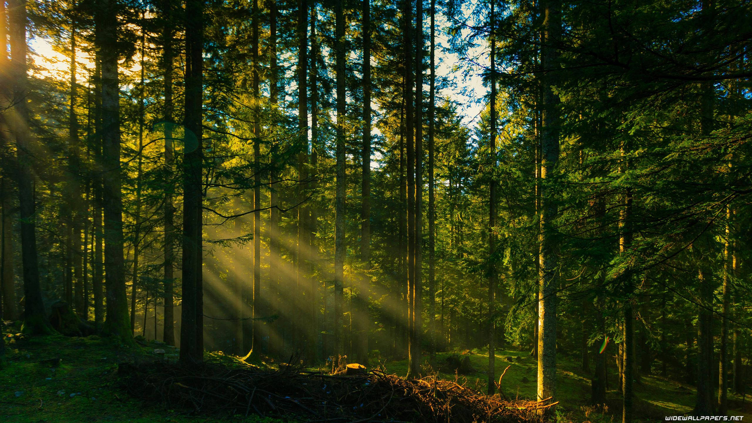 forest rays of light, golden sunlight beams, towering evergreen trees, 2K Desktop Wallpaper