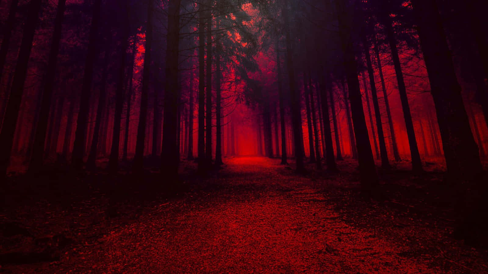 red forest, eerie red light, towering trees, HD Desktop Wallpaper