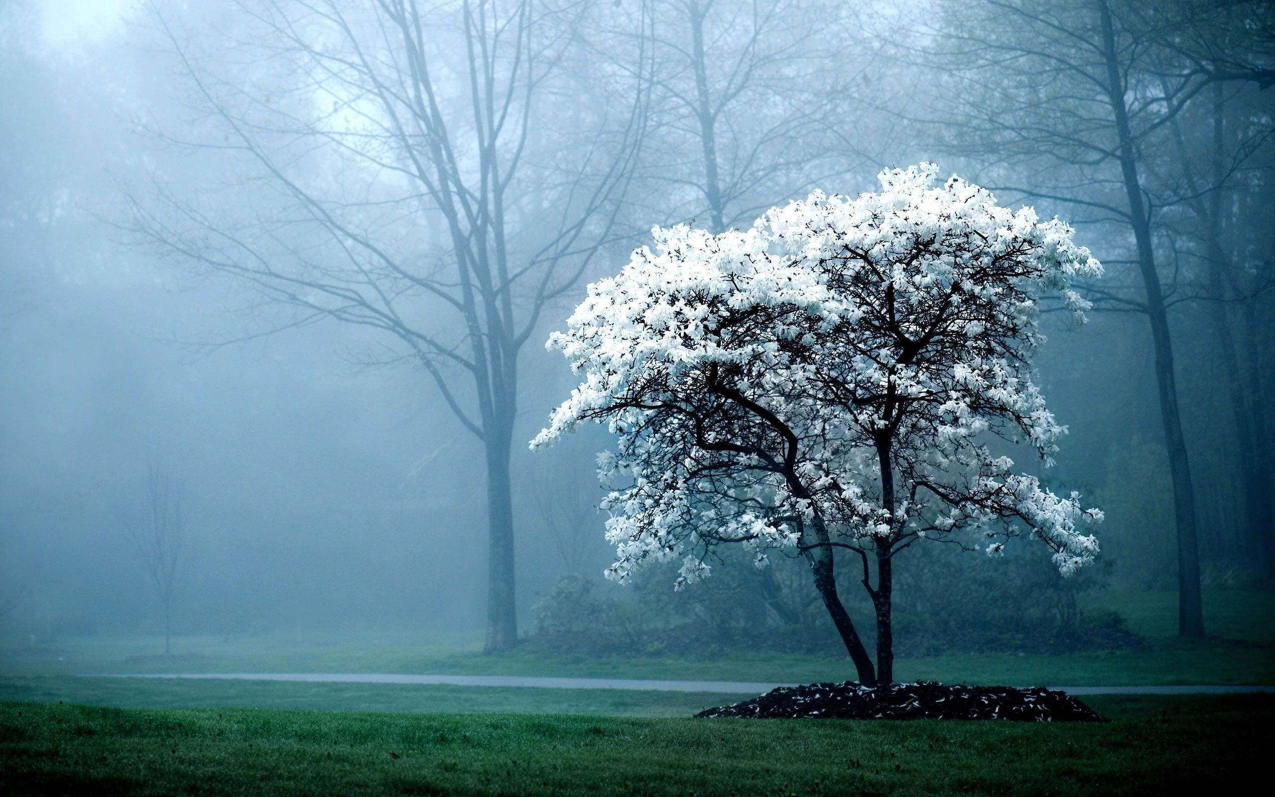 white tree, misty blue-gray forest, bare trees, 2K Desktop Wallpaper