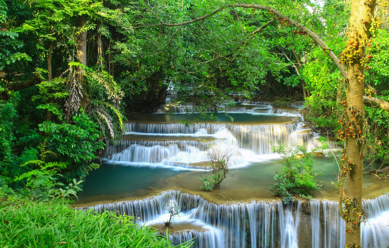 beautiful forest, tropical waterfall, lush green jungle foliage, HD Desktop Wallpaper