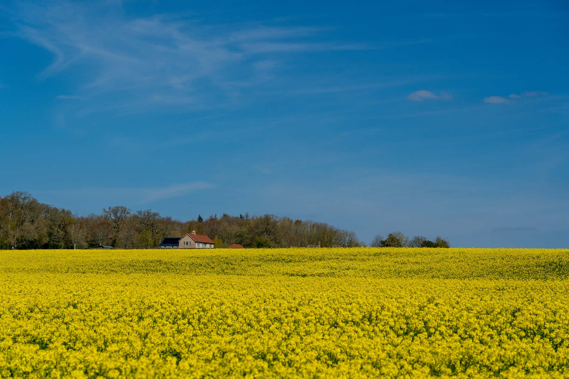 1920 x 1280, farmhouse, golden rapeseed field, Full HD Desktop Wallpaper