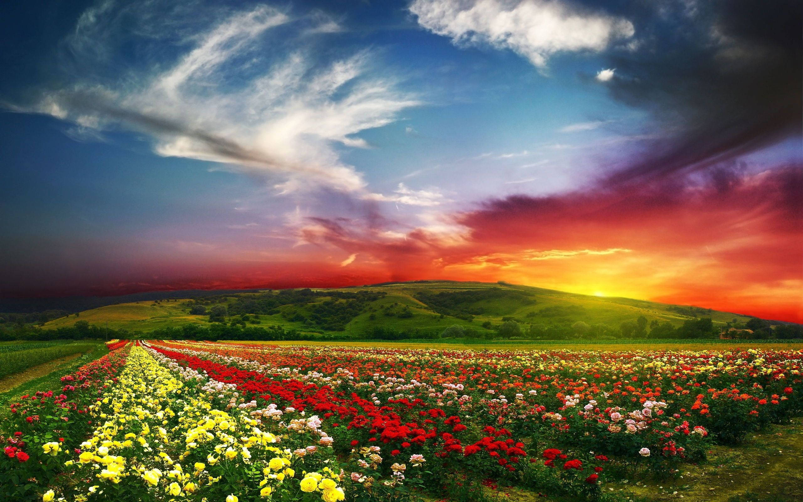 red roses, yellow roses, pink roses, 2K Desktop Wallpaper