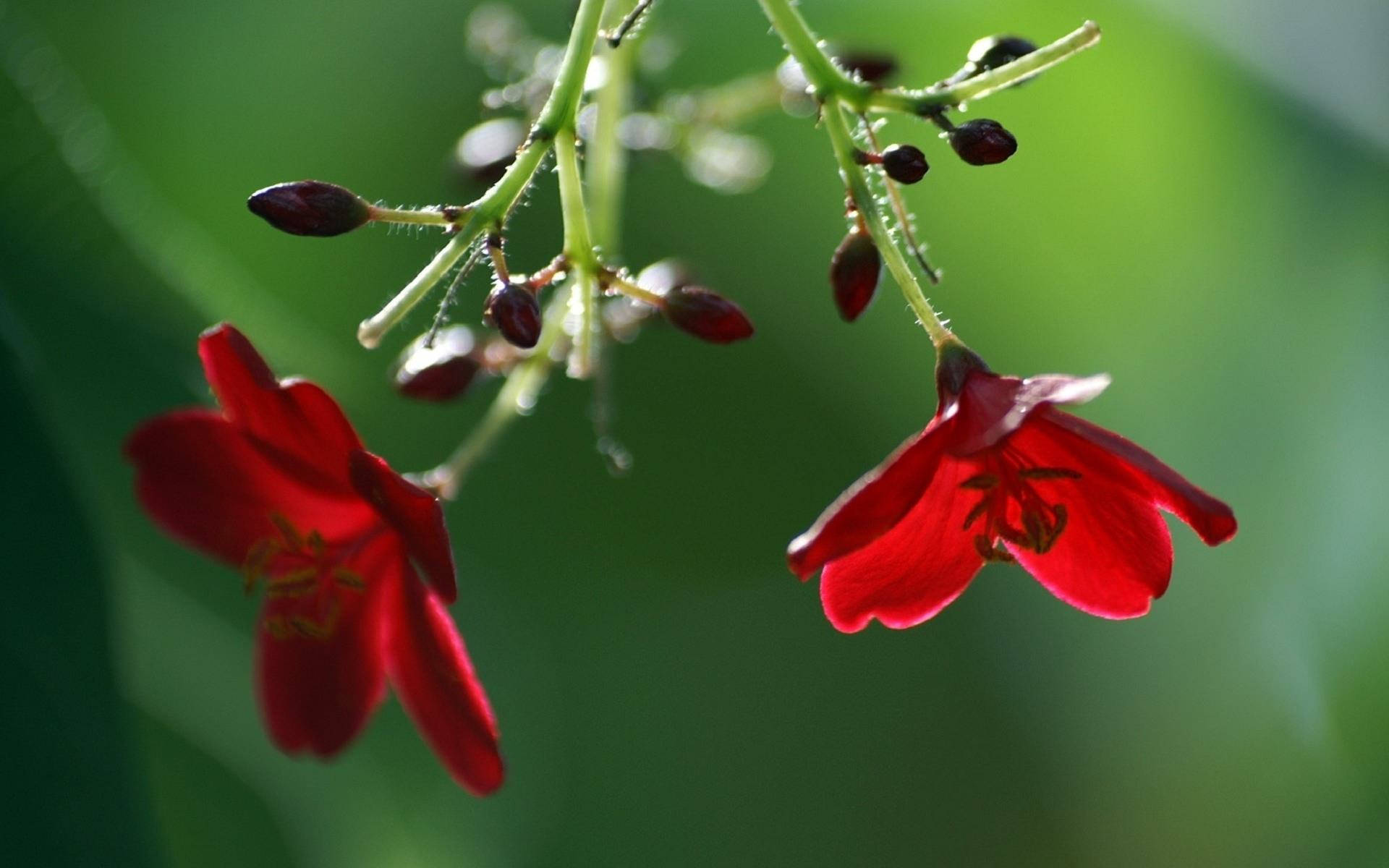 red flowers, slender green stems, soft blurred green background, Full HD Desktop Wallpaper