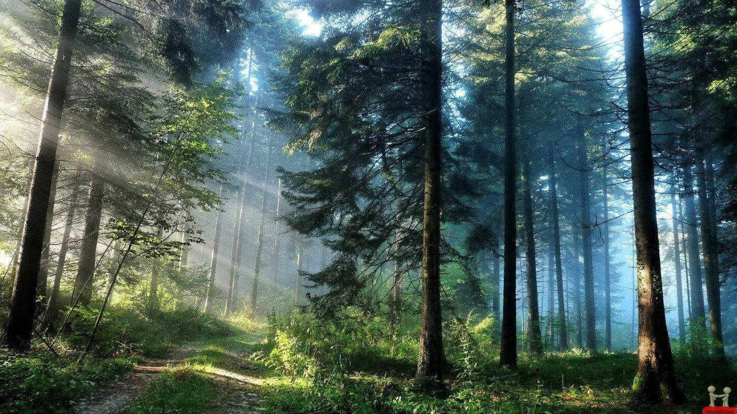 Beautiful HD, forest, sunlight beams, HD Desktop Wallpaper