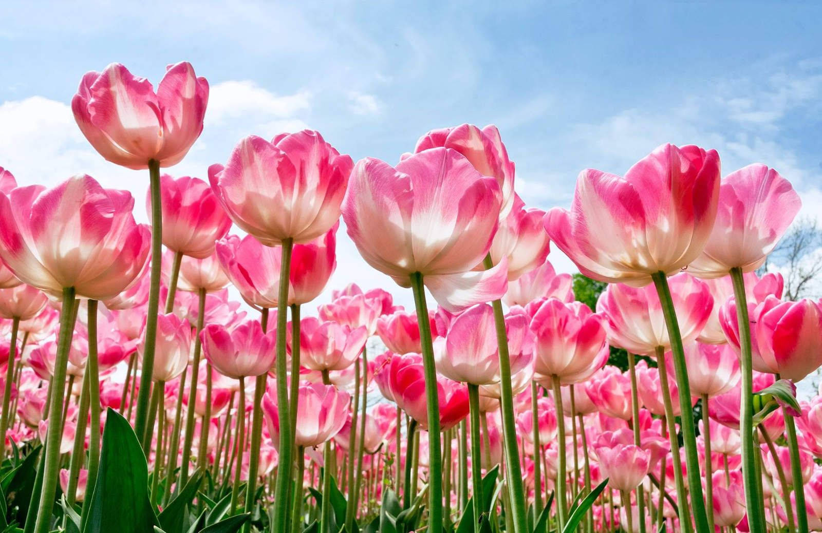 pink tulips, vibrant field, bright blue sky, HD Desktop Wallpaper