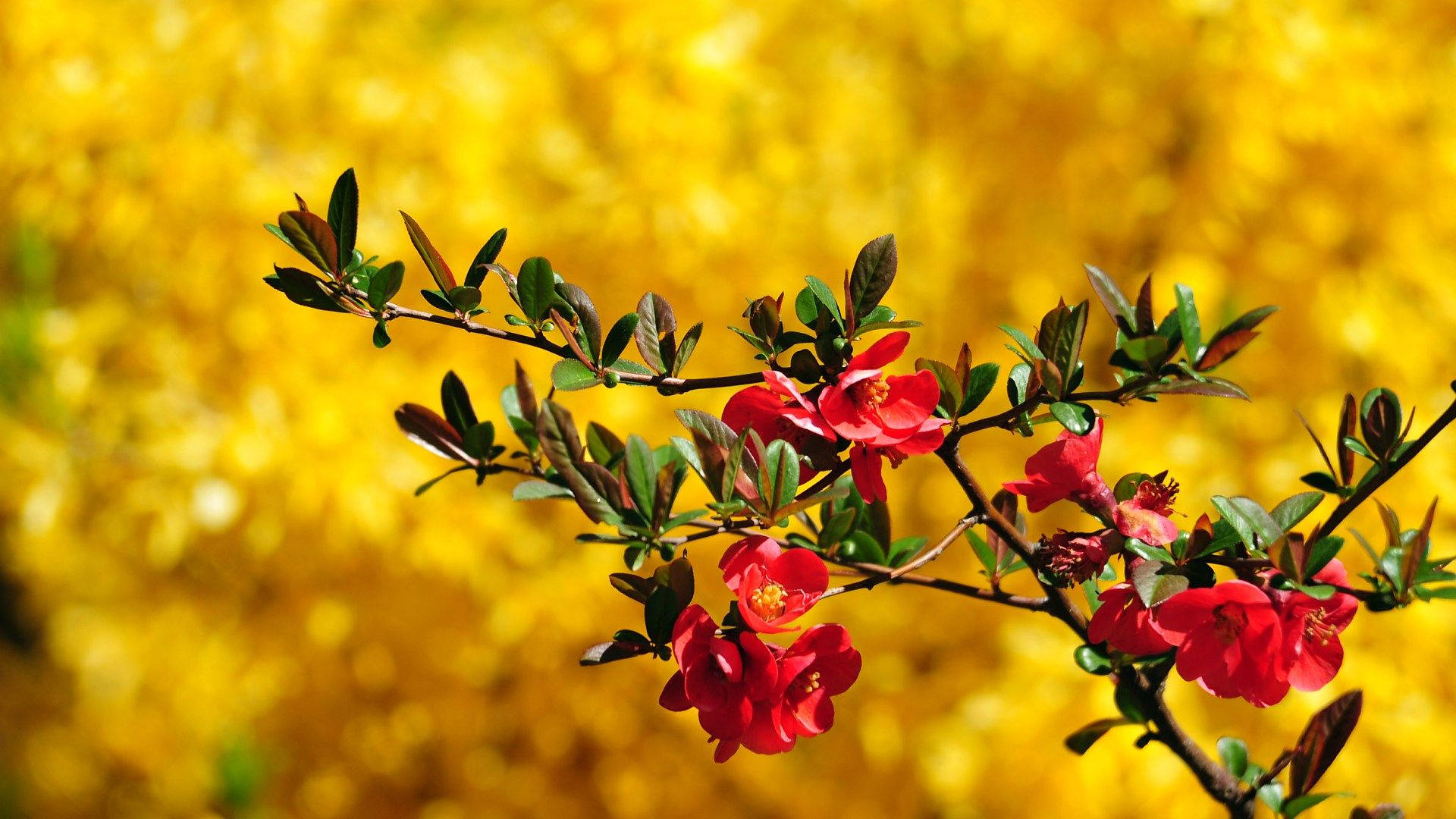 crimson flowers, vibrant red blossoms, golden blurred background, Full HD Desktop Wallpaper