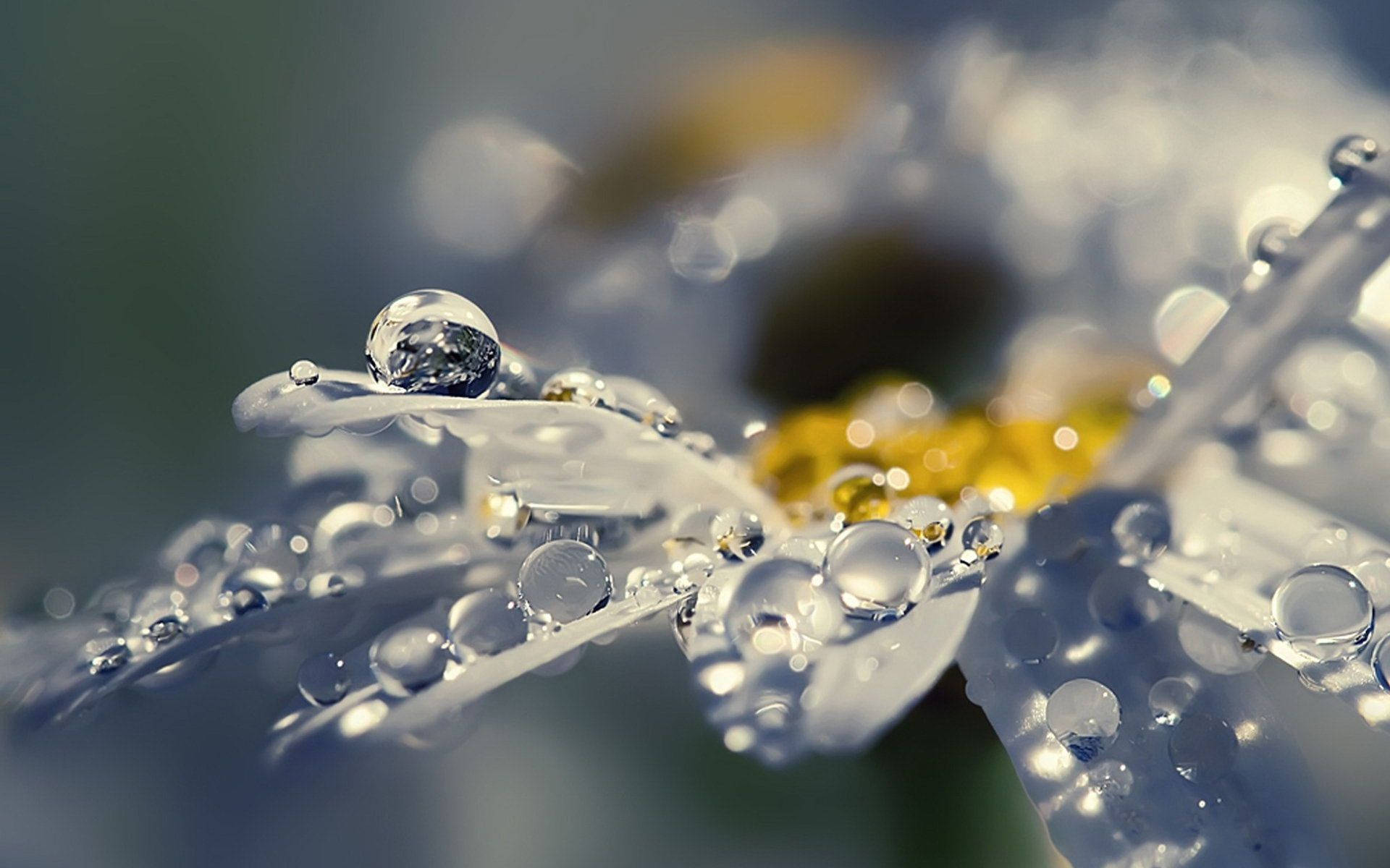white flower, daisy, white petals, Full HD Desktop Wallpaper