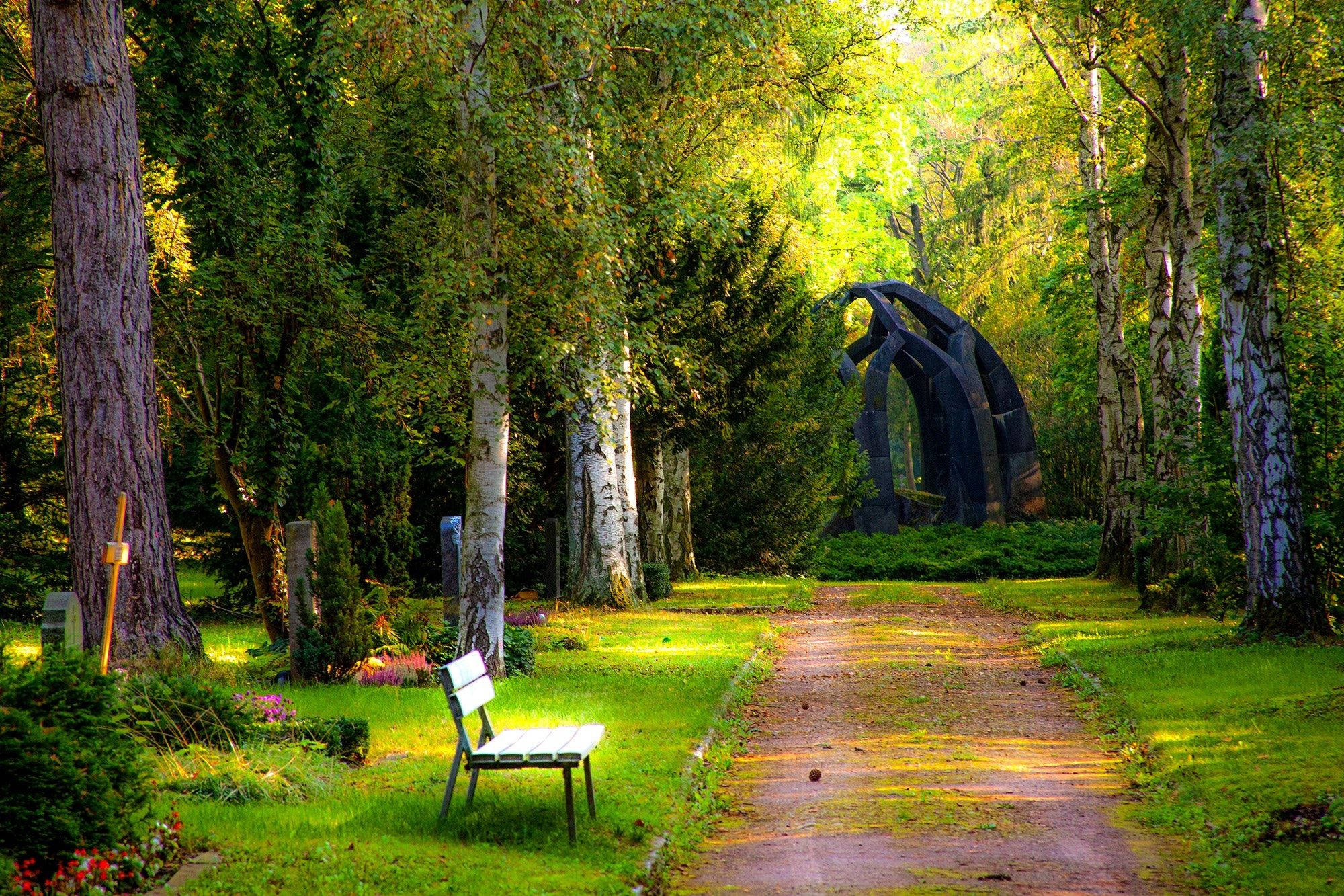 modern nature park, sunlit forest path, birch trees, Full HD Desktop Wallpaper