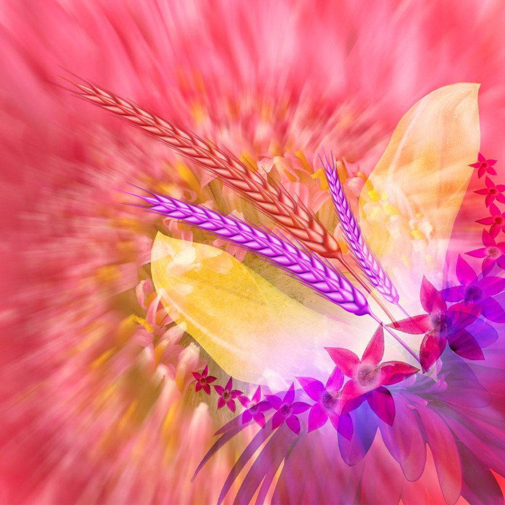 pink, purple, yellow, SD Desktop Wallpaper