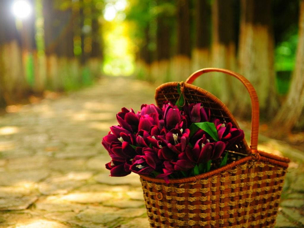 woven basket, deep purple tulips, sun-dappled stone path, SD Desktop Wallpaper