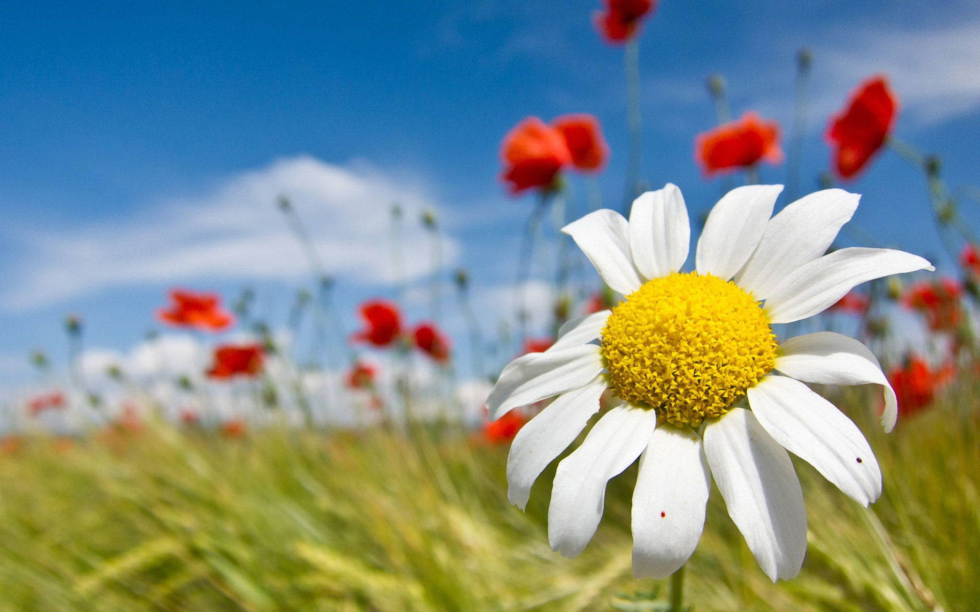 chamomile flower, white daisy, yellow center, Full HD Desktop Wallpaper