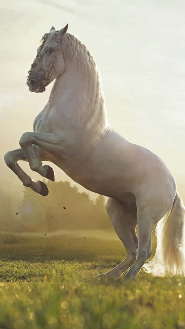 beautiful horse iphone, majestic white horse, stunning sunset, SD Phone Wallpaper