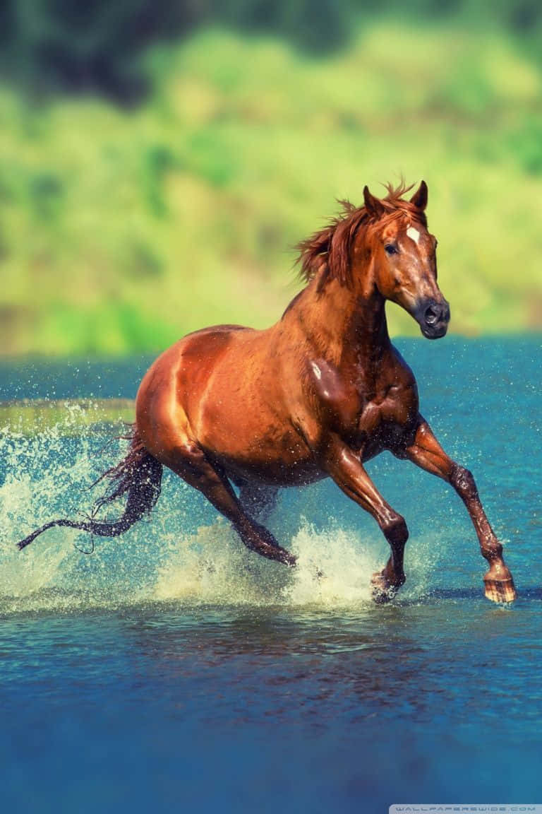 chestnut horse, clear blue water, soft green blurred background, SD Phone Wallpaper