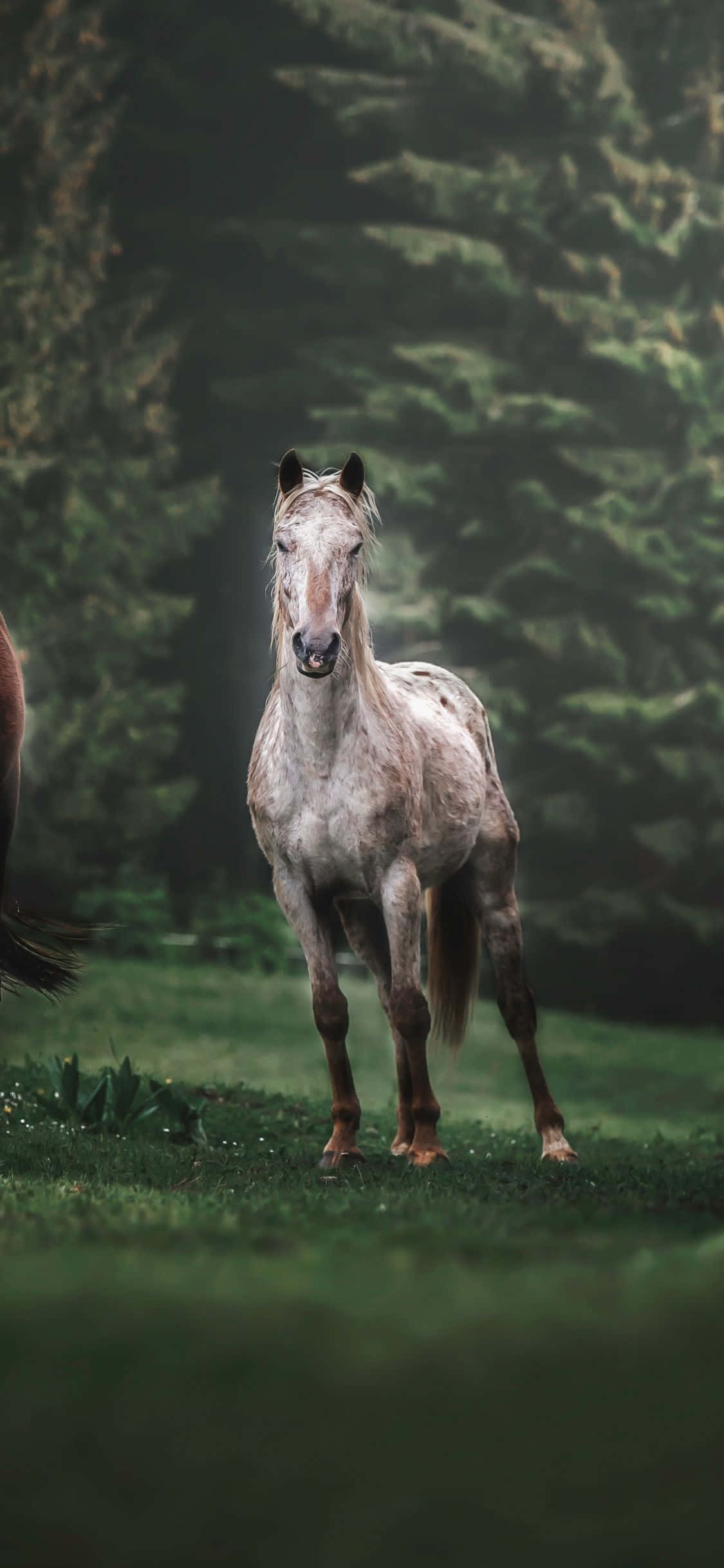 dappled gray horse, misty forest clearing, lush green grass, Full HD Phone Wallpaper