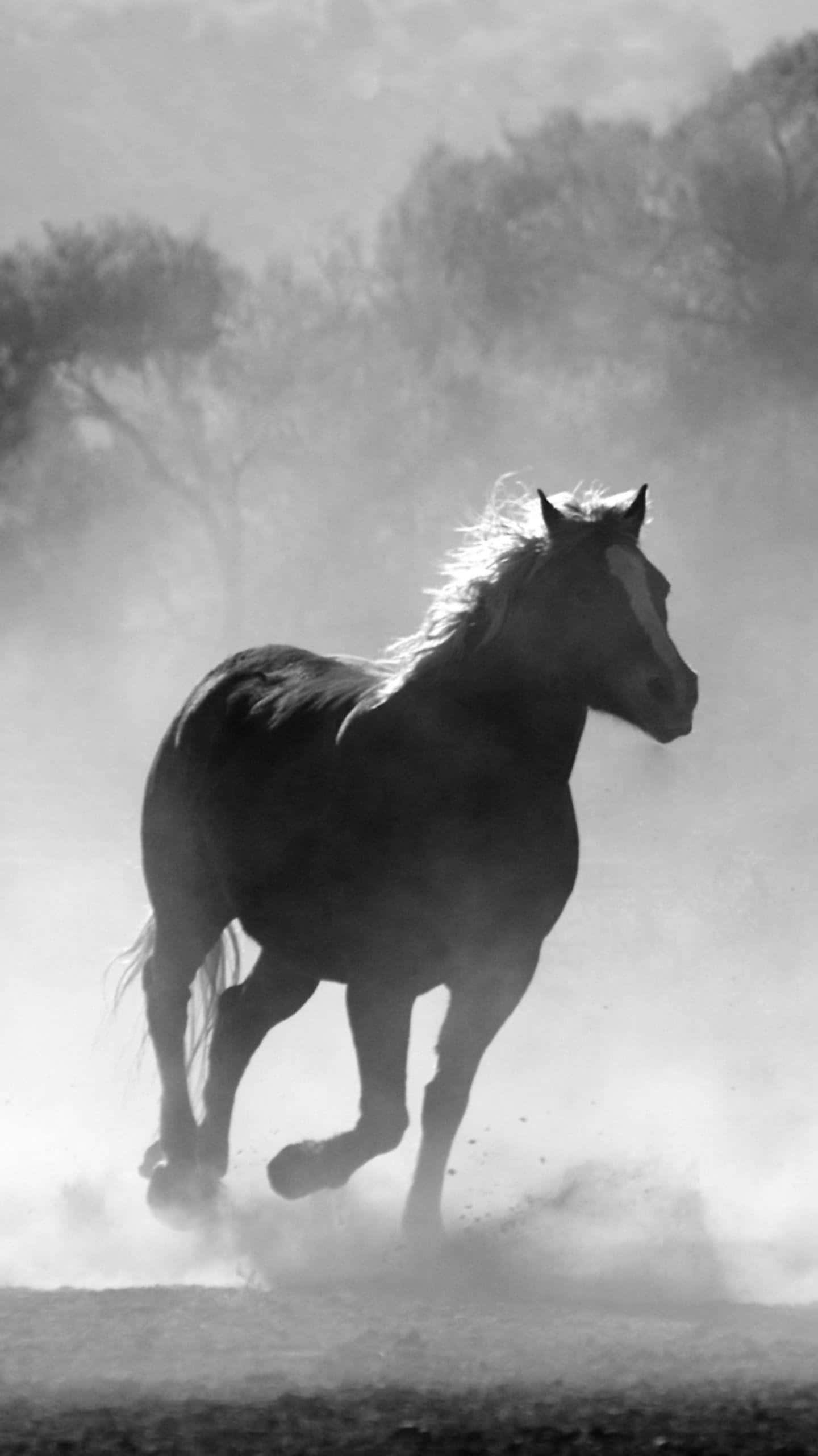 Beautiful Horse iPhone, sunset, horse, 2K Phone Wallpaper