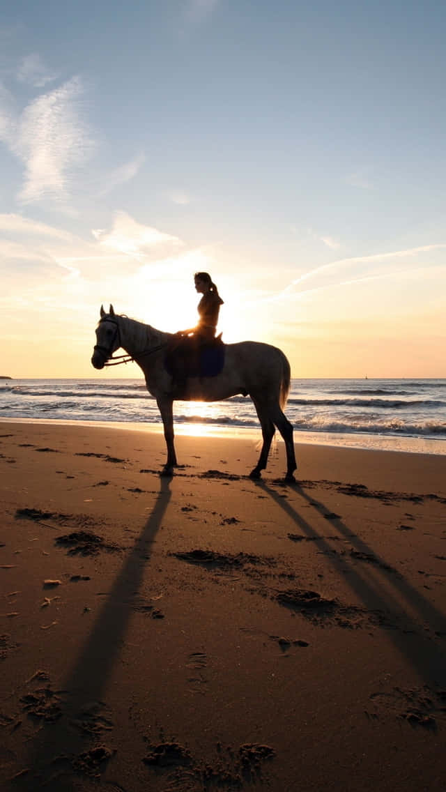 horse, beach, sunset, SD Phone Wallpaper