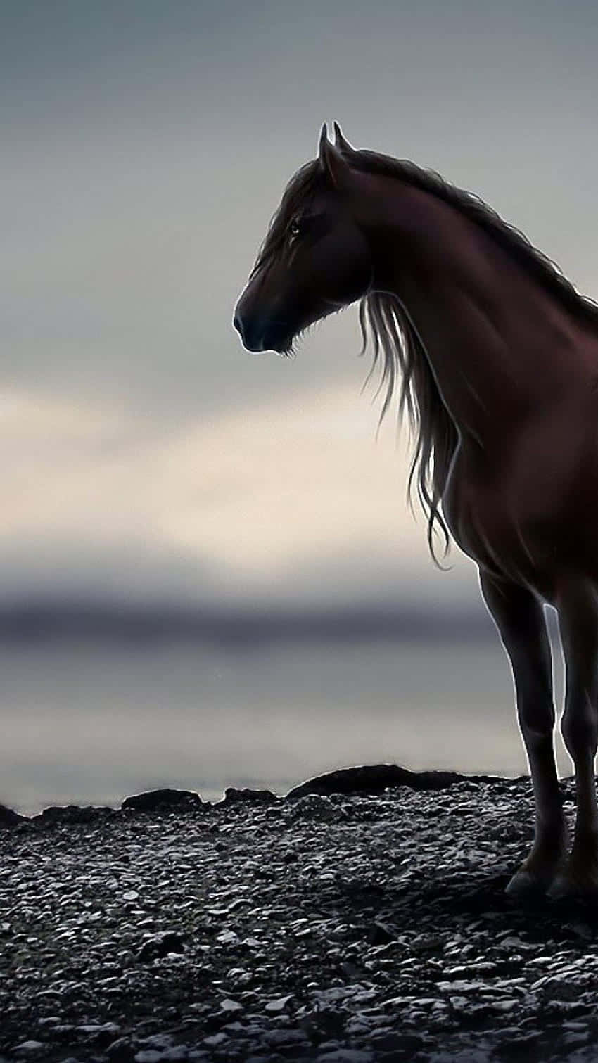 beautiful horse iphone, majestic brown horse, rocky shore, HD Phone Wallpaper