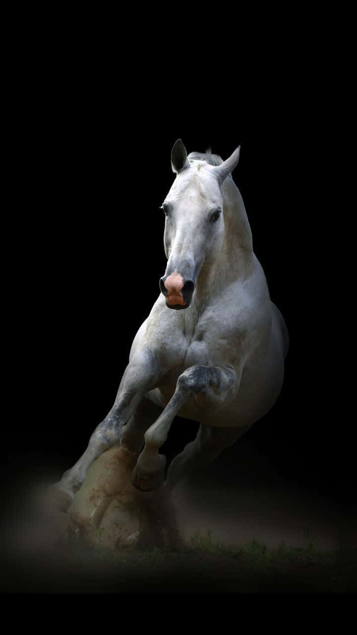 beautiful horse iphone, majestic white horse, sunny day, HD Phone Wallpaper