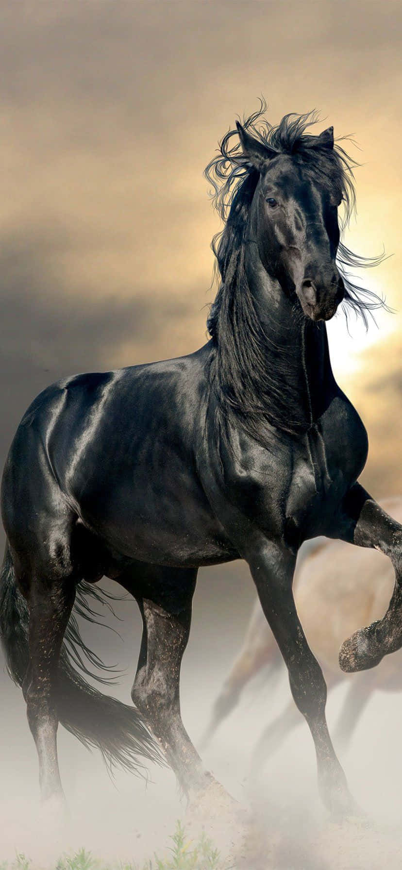 beautiful horse, setting sun, majestic black horse, HD Phone Wallpaper