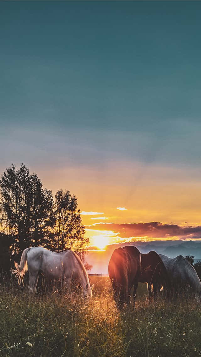 horses, sunlit field, golden sun, SD Phone Wallpaper